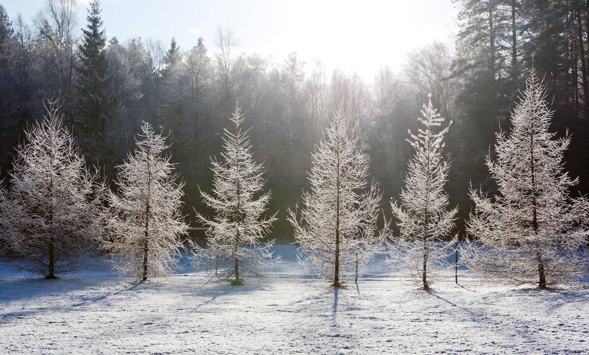 Nuožmios žiemos pranašų kol kas nematyti
