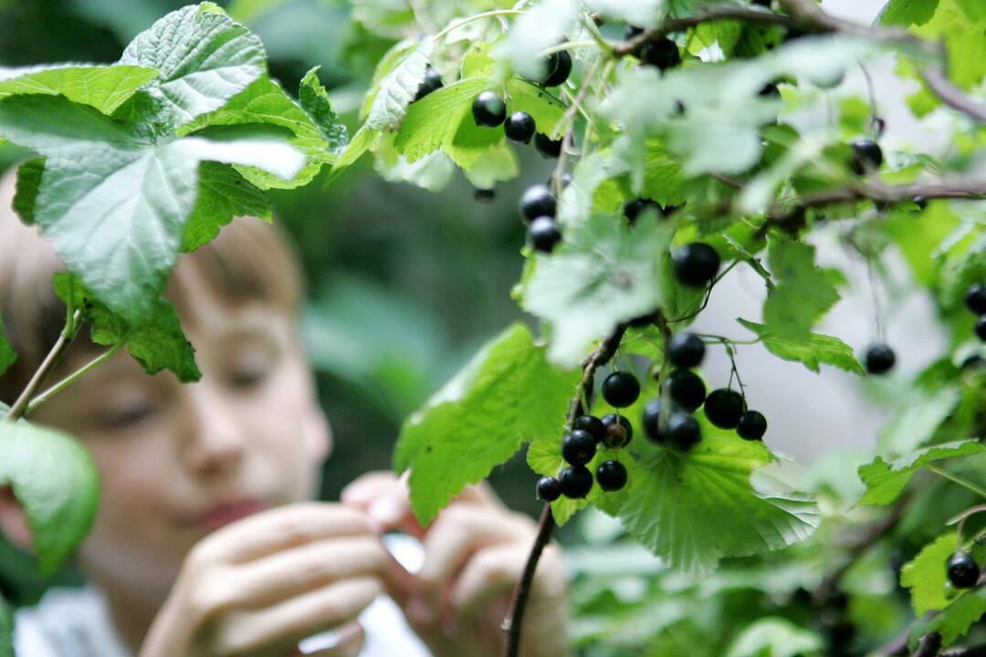 Miestietis meilės emigrantas savo laimę surado kaime