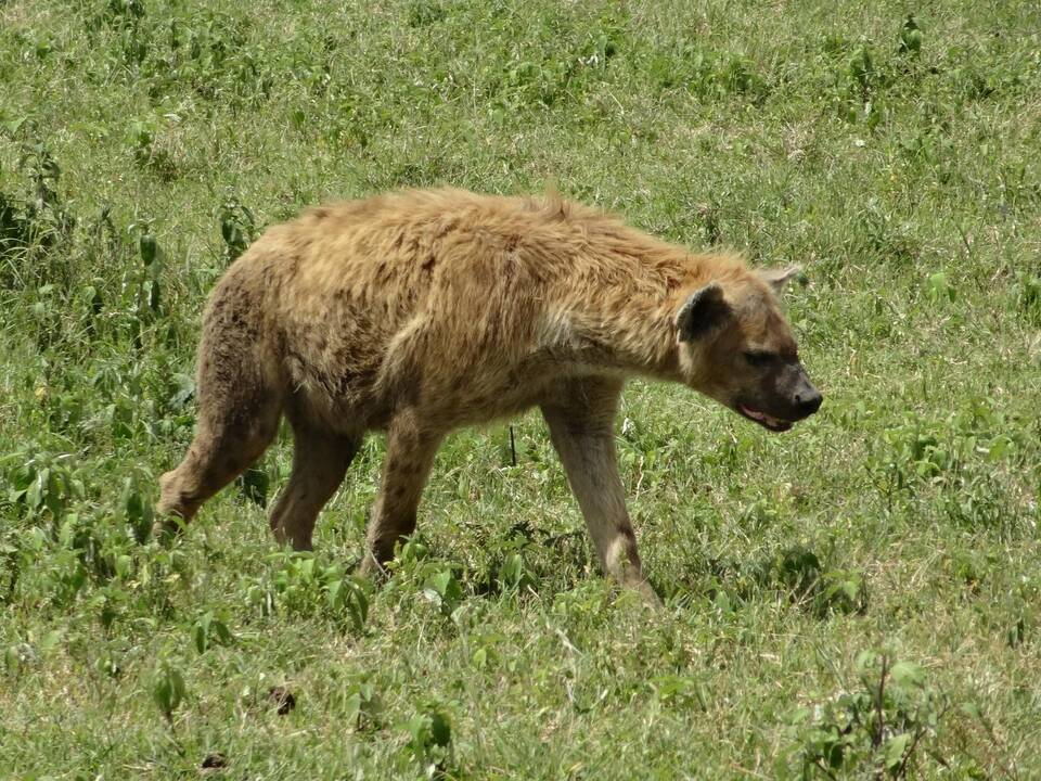 Asociatyvi nuotr.