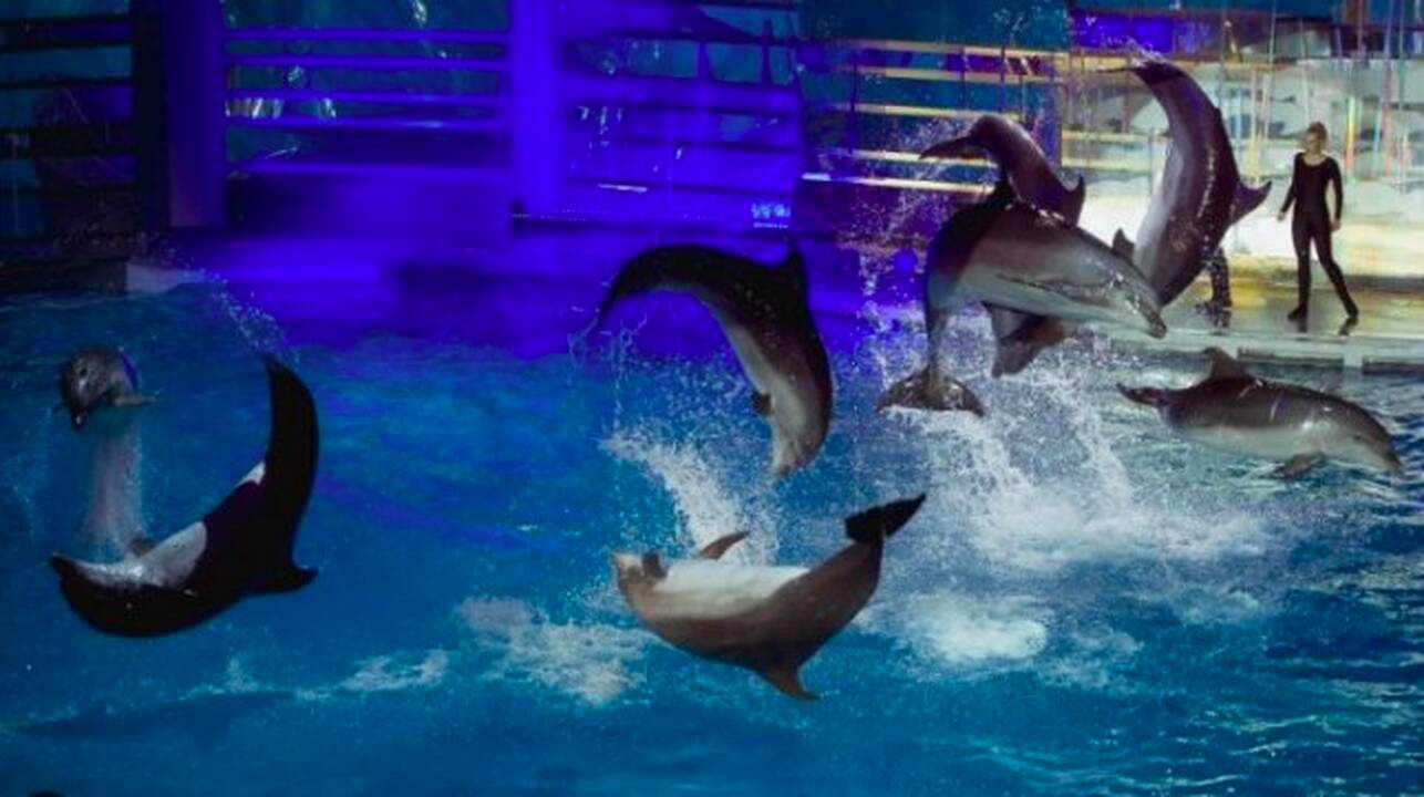 I. Kazlauskaitei teko palikti projektą „Delfinai ir žvaigždės“