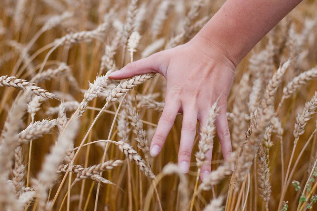 Ieškoma Augalininkystės tarnybos vadovo