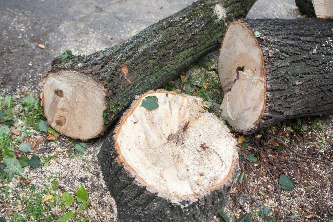 Biržų rajone nupjautas medis sunkiai sužalojo vyrą