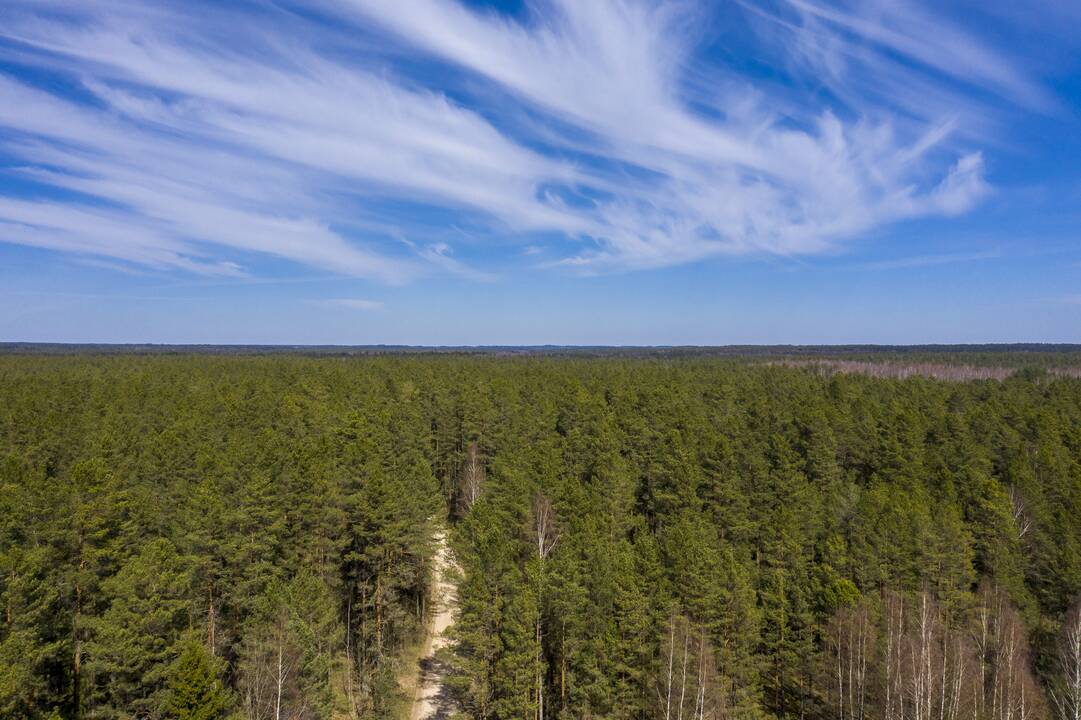 Gamtininkas: tikrų sengirių Lietuvoje praktiškai neliko