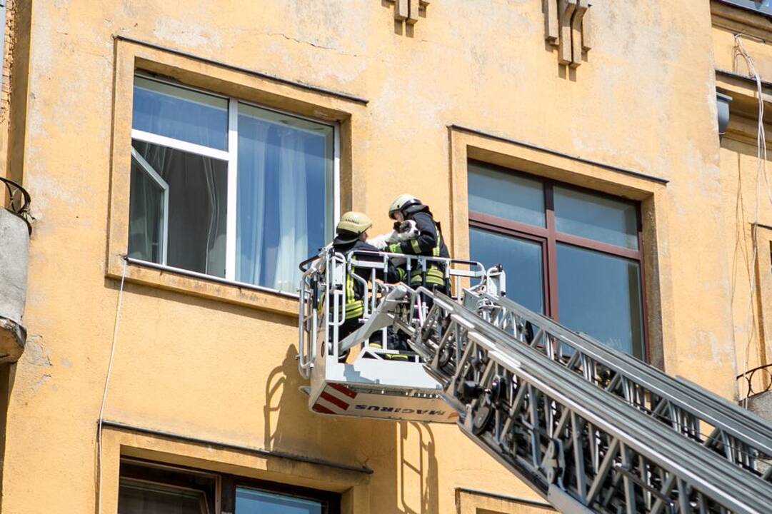 Šilainiškiai šokdino tarnybas: gelbėta išsiblaškiusi senjorė ir ant šeimininkų supykęs šuo