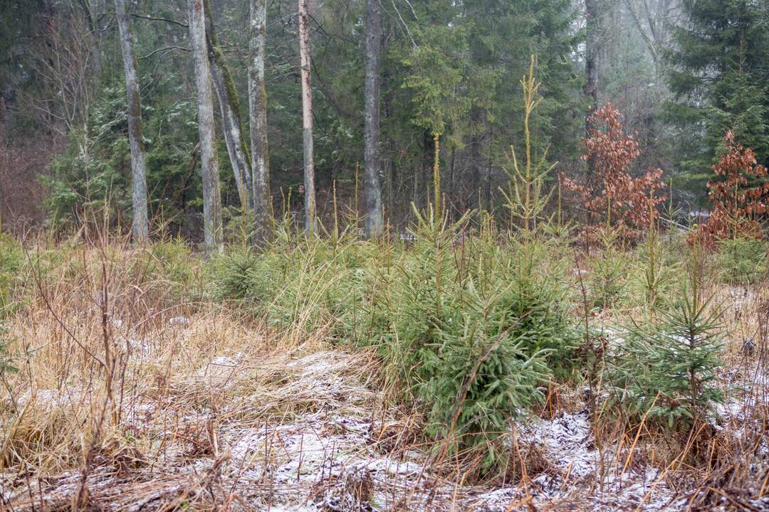 Miško lankytojams – miškininkų ir pareigūnų dovanos