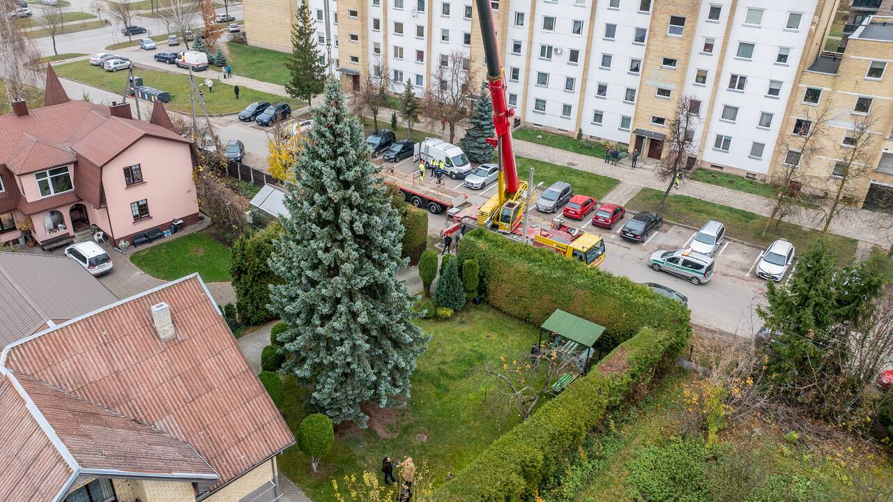 Kauno kalėdinė eglutė keliauja į Vienybės aikštę