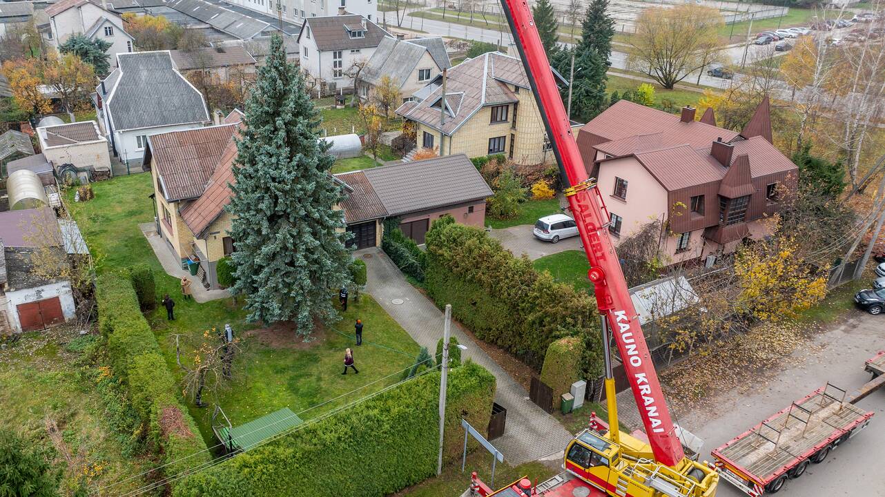 Kauno kalėdinė eglutė keliauja į Vienybės aikštę