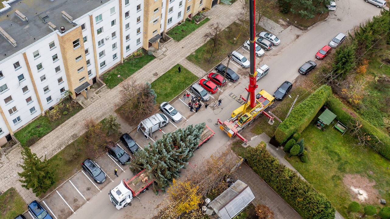 Kauno kalėdinė eglutė keliauja į Vienybės aikštę