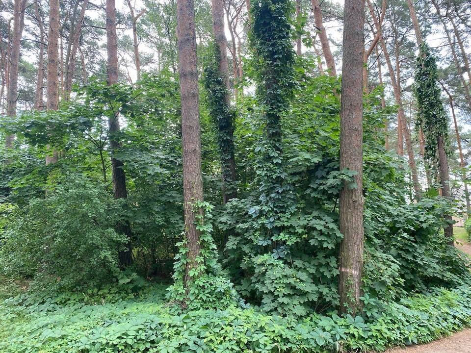 Baimės: vietos gyventojai nerimauja, kad žaliąjį plotą pakeis statybos.