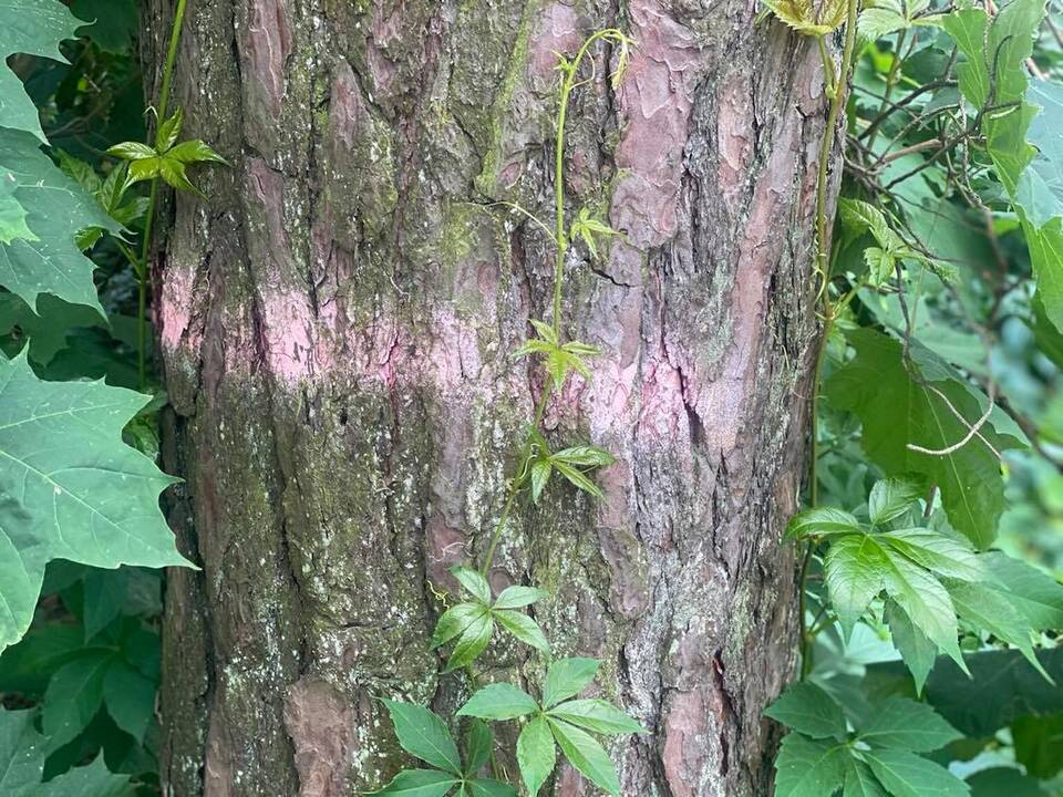 Baimės: vietos gyventojai nerimauja, kad žaliąjį plotą pakeis statybos.
