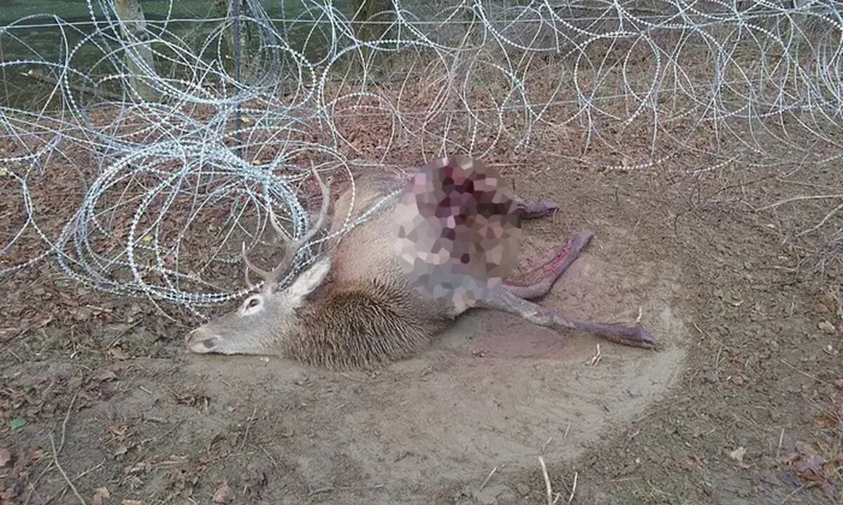 Šie gyvūno vaizdai fiksuoti ne Lietuvoje/ asociatyvi nuotrauka