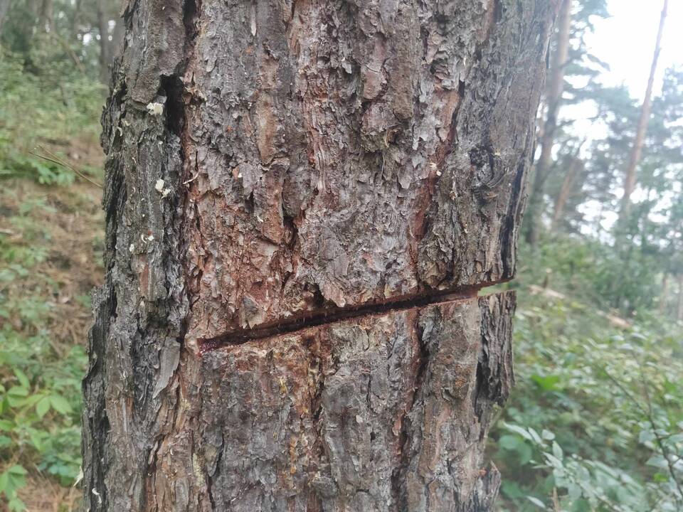 Padariniai: po beatodairiško medžių kirtimo prokuratūra inicijavo tyrimą dėl galimo viešojo intereso pažeidimo.