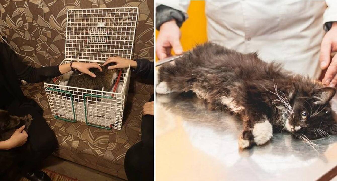 Šančiškiai stveriasi už galvų – vienas po kito gaišta apnuodyti augintiniai