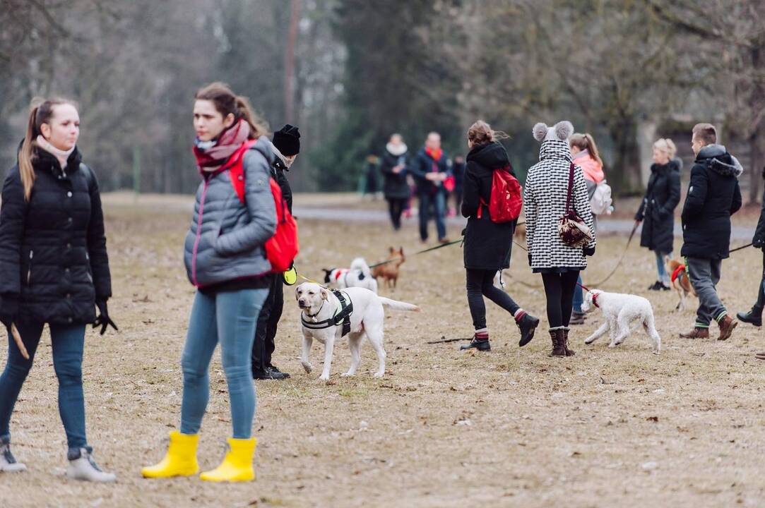 Šunų susitikimas prie Pažaislio vienuolyno