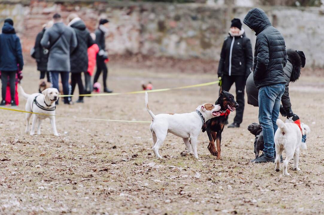 Šunų susitikimas prie Pažaislio vienuolyno