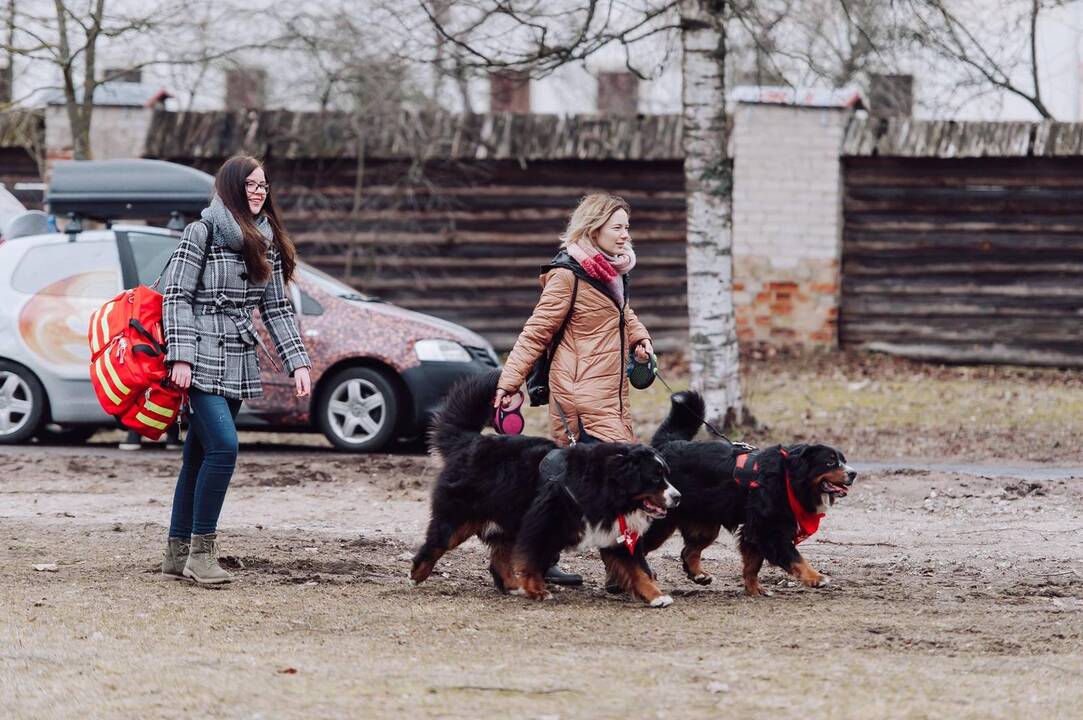 Šunų susitikimas prie Pažaislio vienuolyno