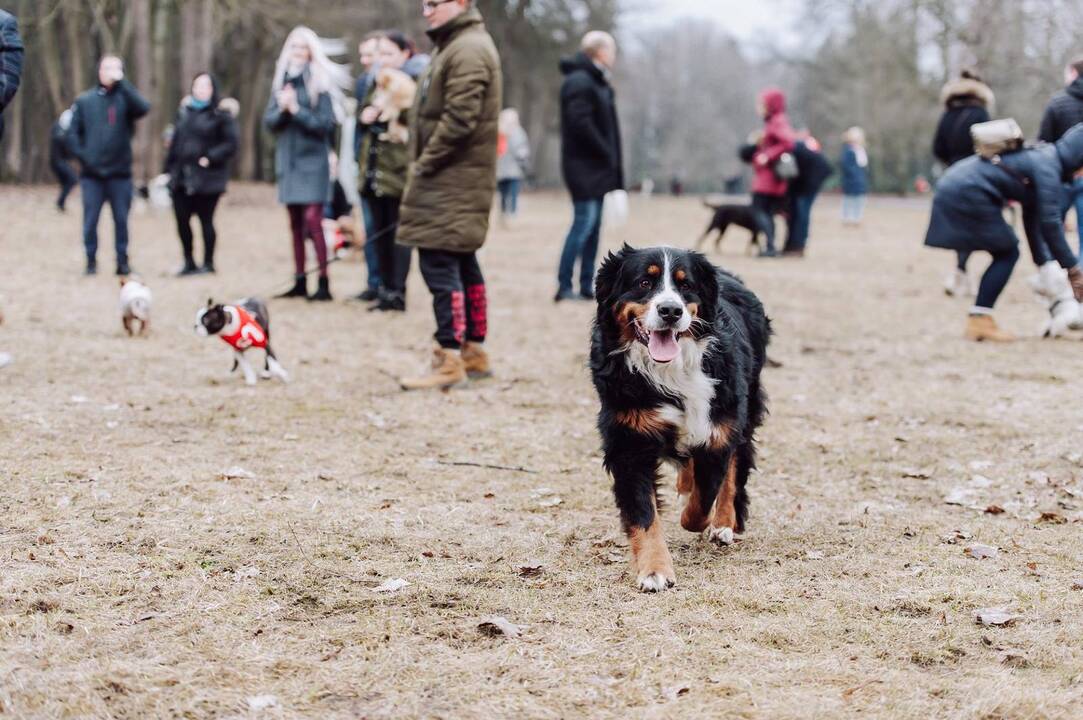 Šunų susitikimas prie Pažaislio vienuolyno