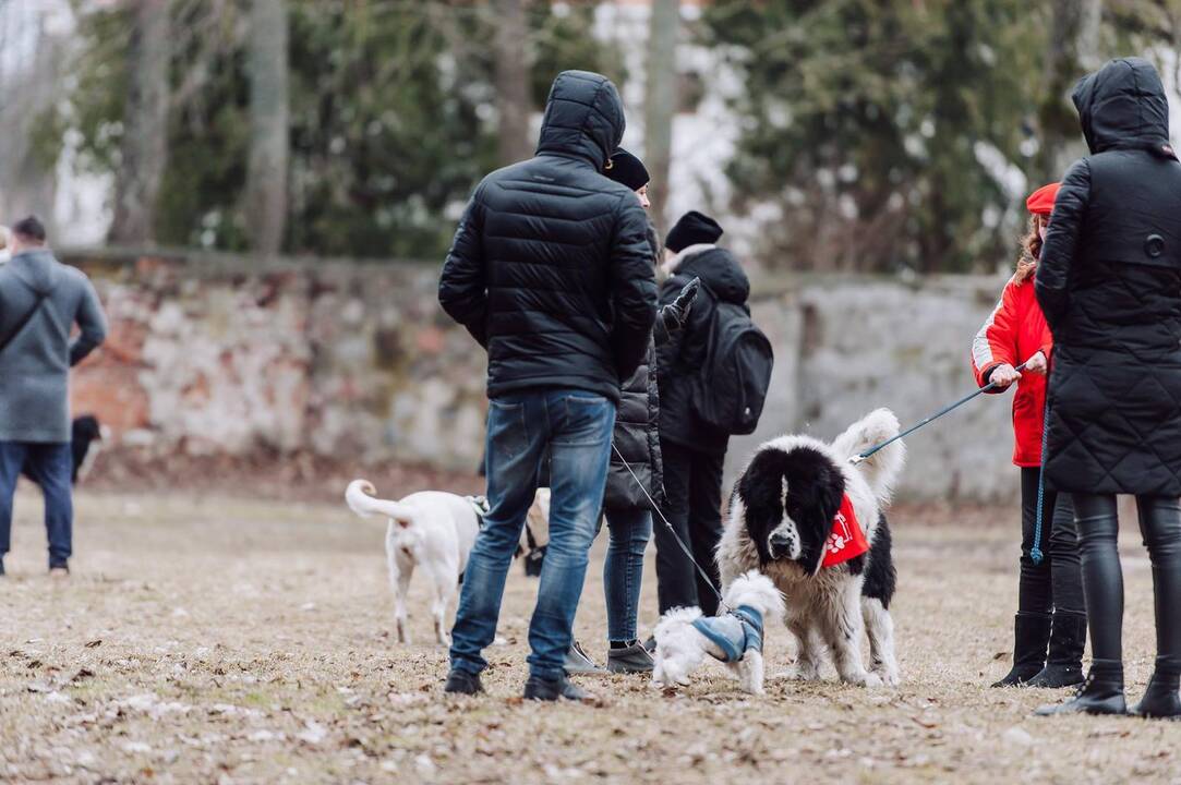 Šunų susitikimas prie Pažaislio vienuolyno
