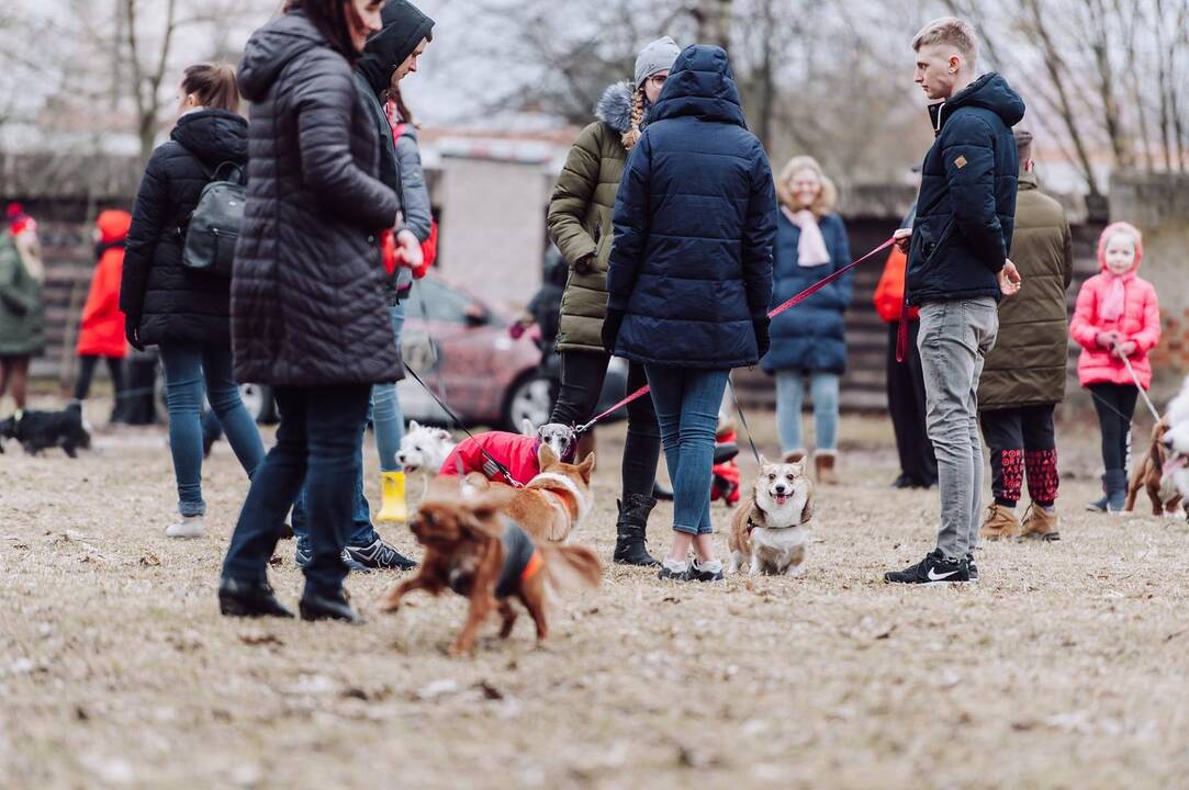 Šunų susitikimas prie Pažaislio vienuolyno