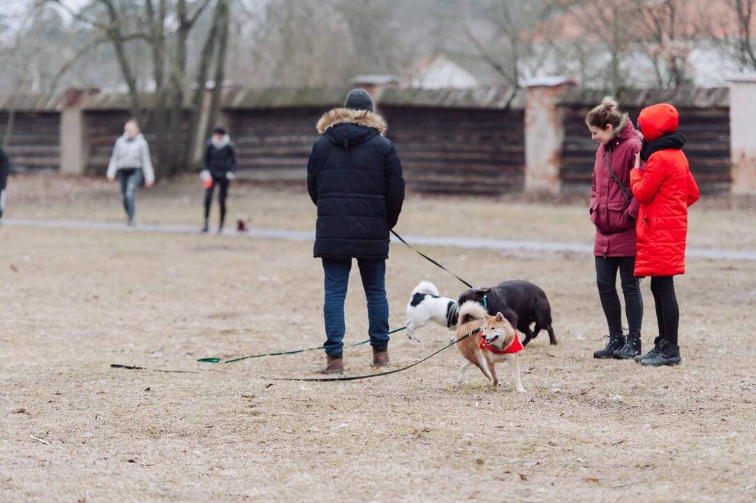 Šunų susitikimas prie Pažaislio vienuolyno