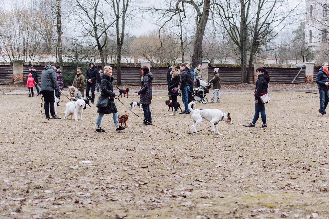 Šunų susitikimas prie Pažaislio vienuolyno