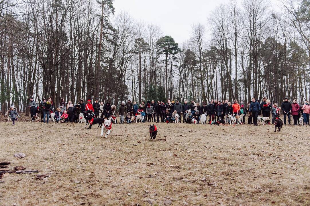 Šunų susitikimas prie Pažaislio vienuolyno