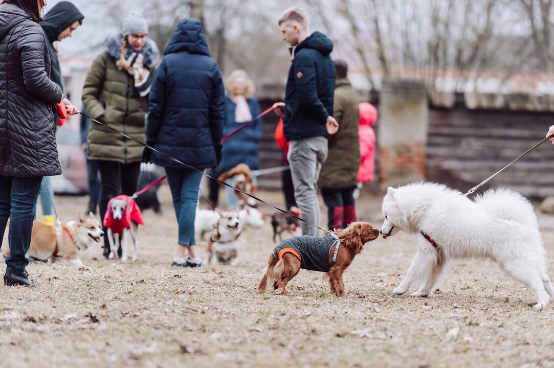 Šunų susitikimas prie Pažaislio vienuolyno