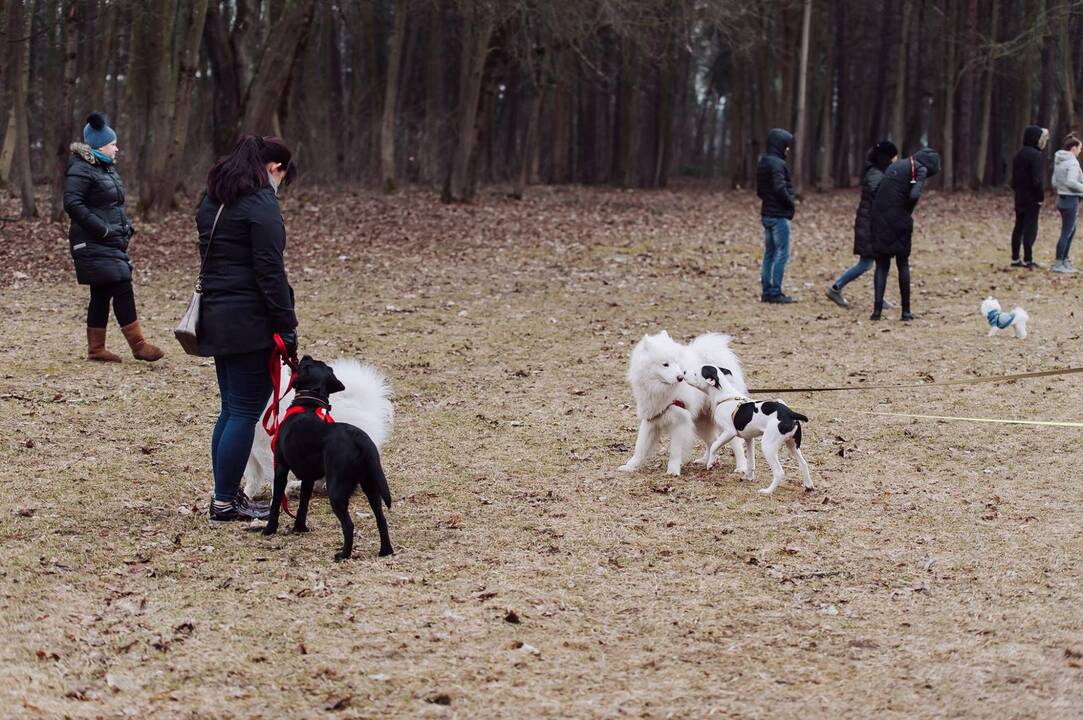 Šunų susitikimas prie Pažaislio vienuolyno