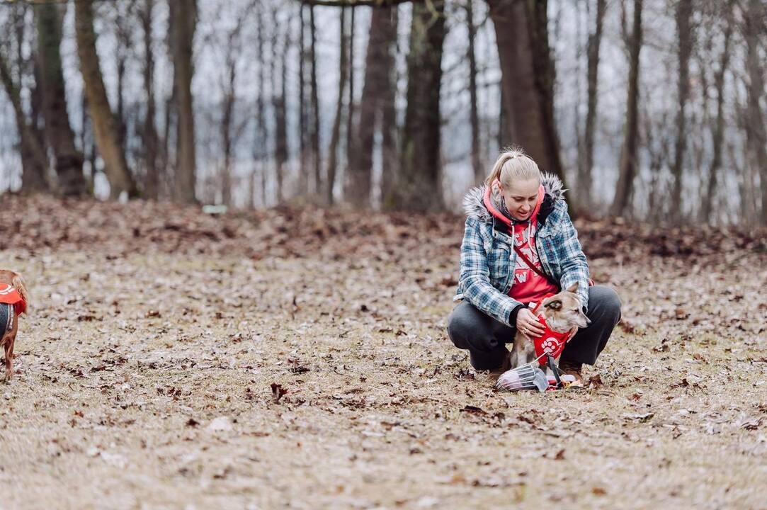 Šunų susitikimas prie Pažaislio vienuolyno