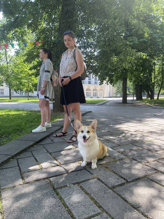 Lauknešėlis: teatralų surinkti skanėstai buvo atiduoti "Penktos kojos" šuneliams.