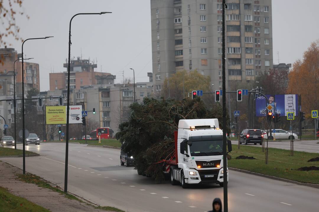 Kauno kalėdinė eglutė keliauja į Vienybės aikštę