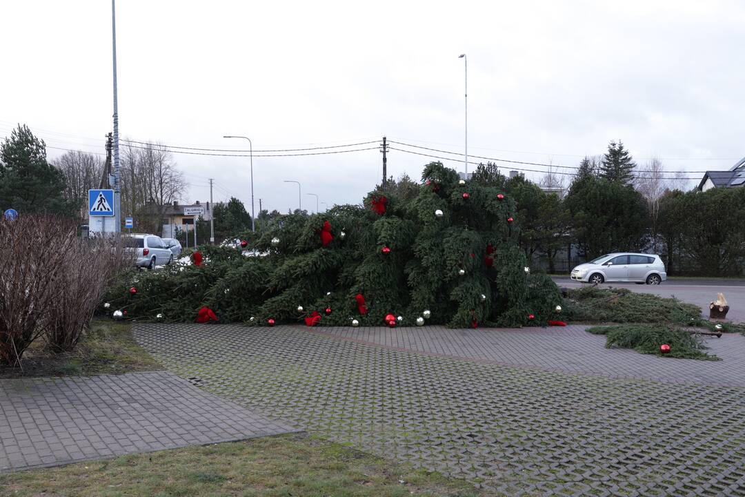 Nuo stipraus vėjo nuvirto Ringaudų kalėdinė eglė