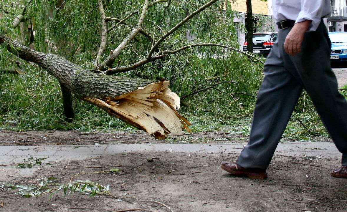 Ugniagesiai 32 kartus vyko šalinti dėl vėjo nuvirtusių medžių