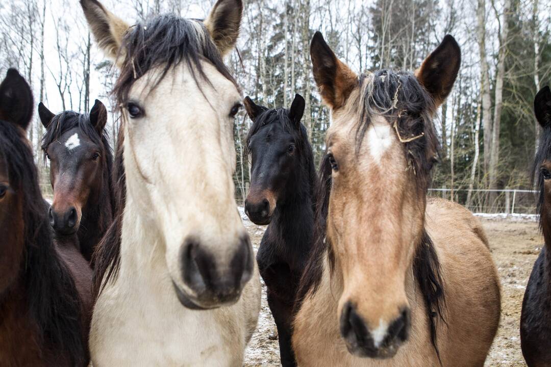 Iš ispano pavogti gyvuliai už beveik 36 tūkst. eurų