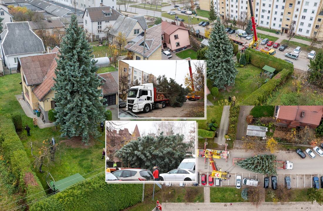 Kauno kalėdinė eglutė keliauja į Vienybės aikštę