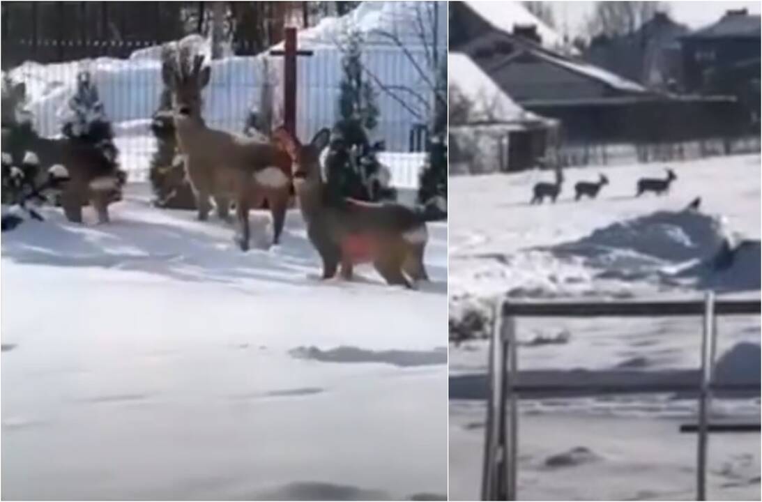 Gyventojus lanko stirnų trijulė: kaip elgtis pamačius ir kodėl geriau nefilmuoti?