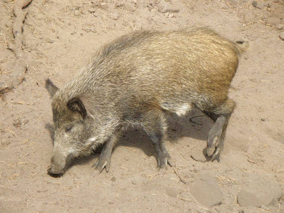 Druskininkų savivaldybėje – pirmas maru užsikrėtęs šernas