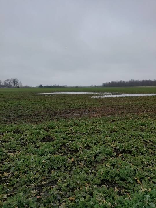 Apsemta: po melioracijos griovių tvarkymo ūkininkų laukuose kaupiasi vanduo.