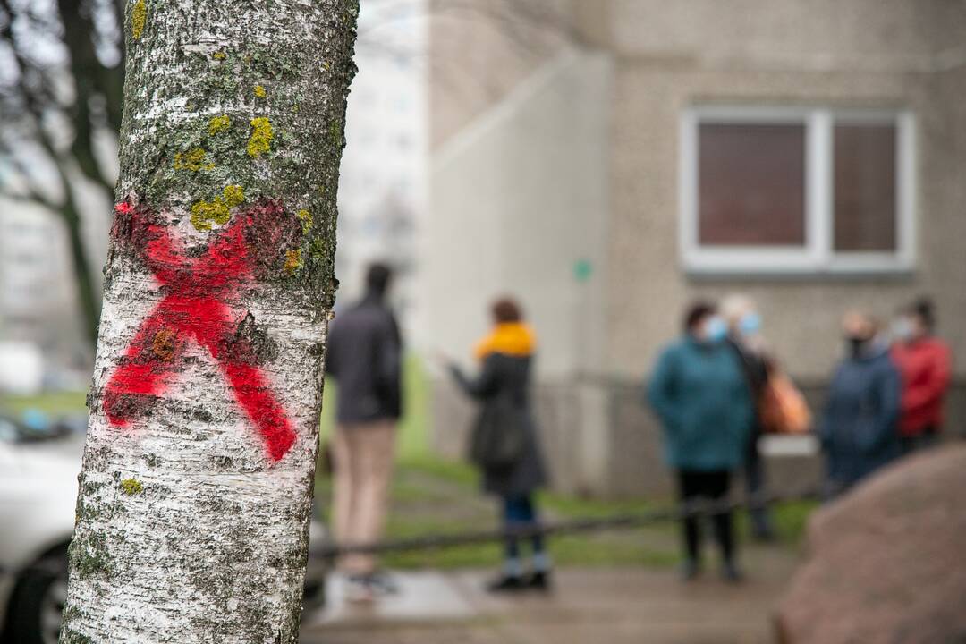 Istorija: sovietmečiu pačių gyventojų pasodinti medžiai tapo valstybės saugomi, kuriems nukirsti reikalingas leidimas.