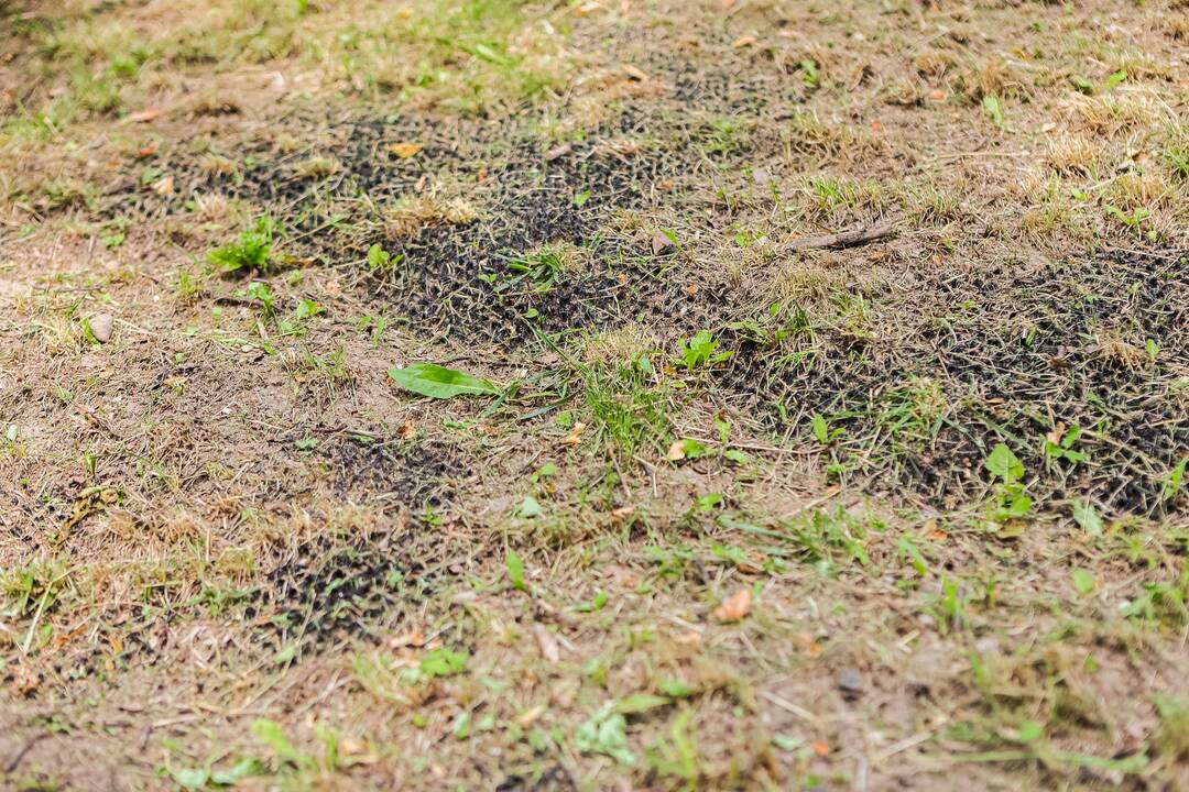 Plika: nupjovus žolę, ant Kauko laiptų šlaito neliko jokios žalumos, o vietoj žolės atsivėrė šlaitą laikančiosios konstrukcijos.