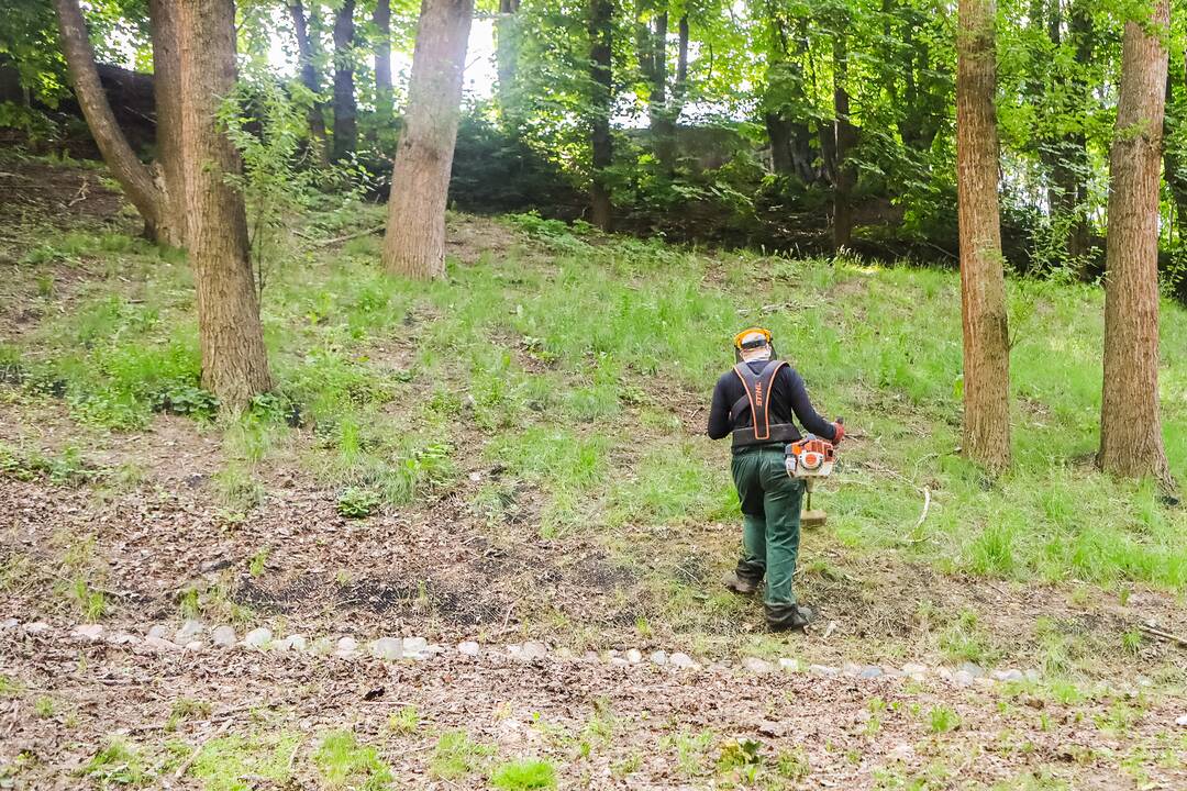 Plika: nupjovus žolę, ant Kauko laiptų šlaito neliko jokios žalumos, o vietoj žolės atsivėrė šlaitą laikančiosios konstrukcijos.
