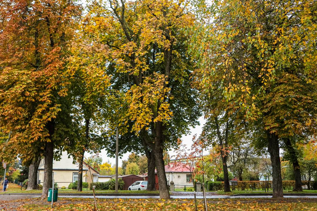 Gausu: specialistai pastebi, kad medžių grybas šiemet išplito.