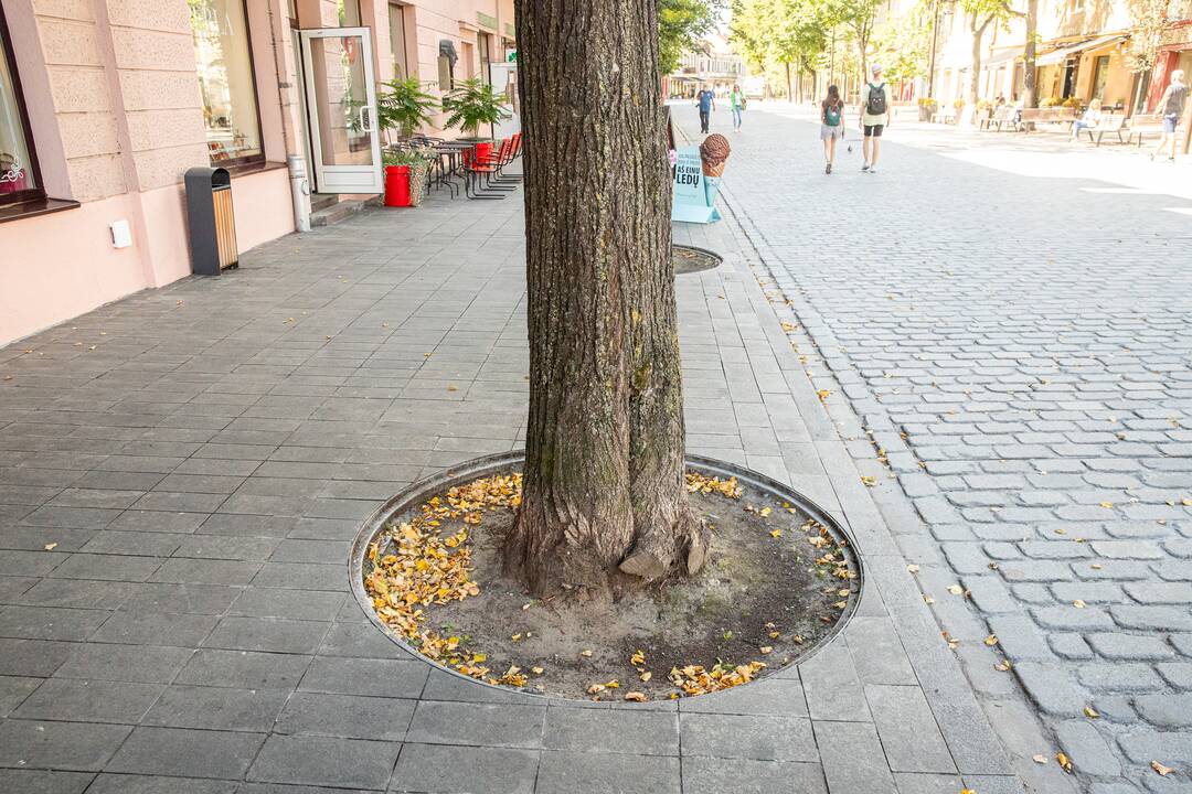 Atidarymas: Radvilėnų pl. atkarpoje iki rudens bus atnaujintas eismas.