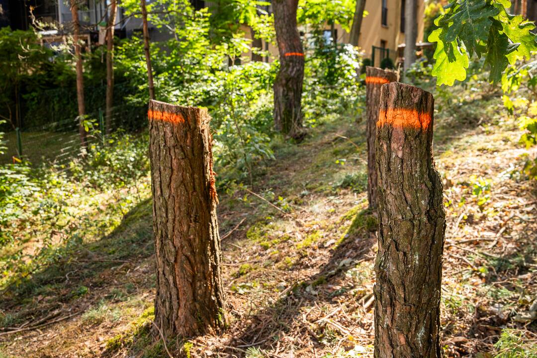 Padariniai: po beatodairiško medžių kirtimo prokuratūra inicijavo tyrimą dėl galimo viešojo intereso pažeidimo.