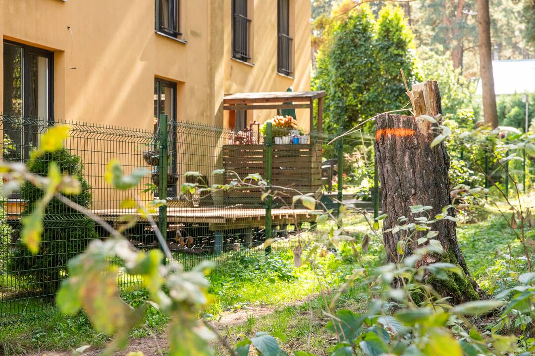 Padariniai: po beatodairiško medžių kirtimo prokuratūra inicijavo tyrimą dėl galimo viešojo intereso pažeidimo.