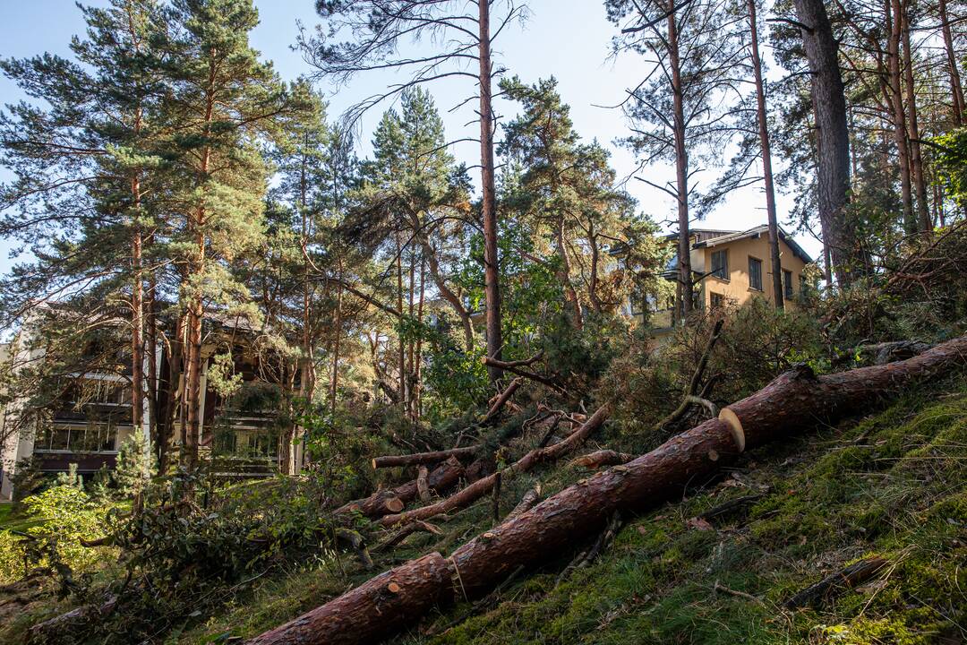 Padariniai: po beatodairiško medžių kirtimo prokuratūra inicijavo tyrimą dėl galimo viešojo intereso pažeidimo.