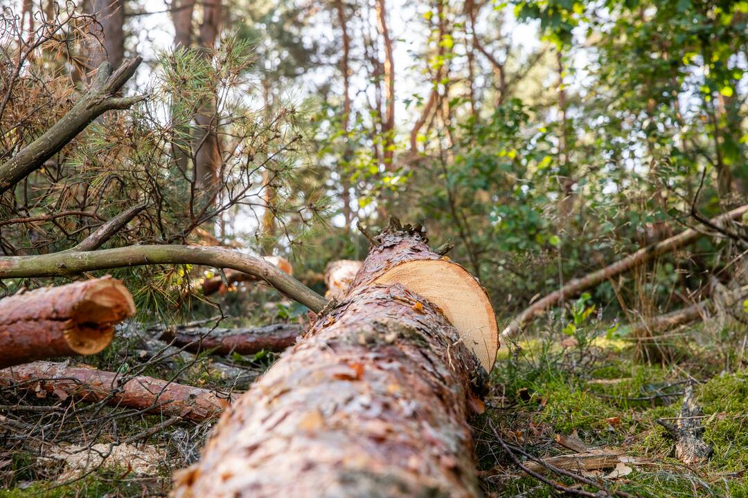 Padariniai: po beatodairiško medžių kirtimo prokuratūra inicijavo tyrimą dėl galimo viešojo intereso pažeidimo.