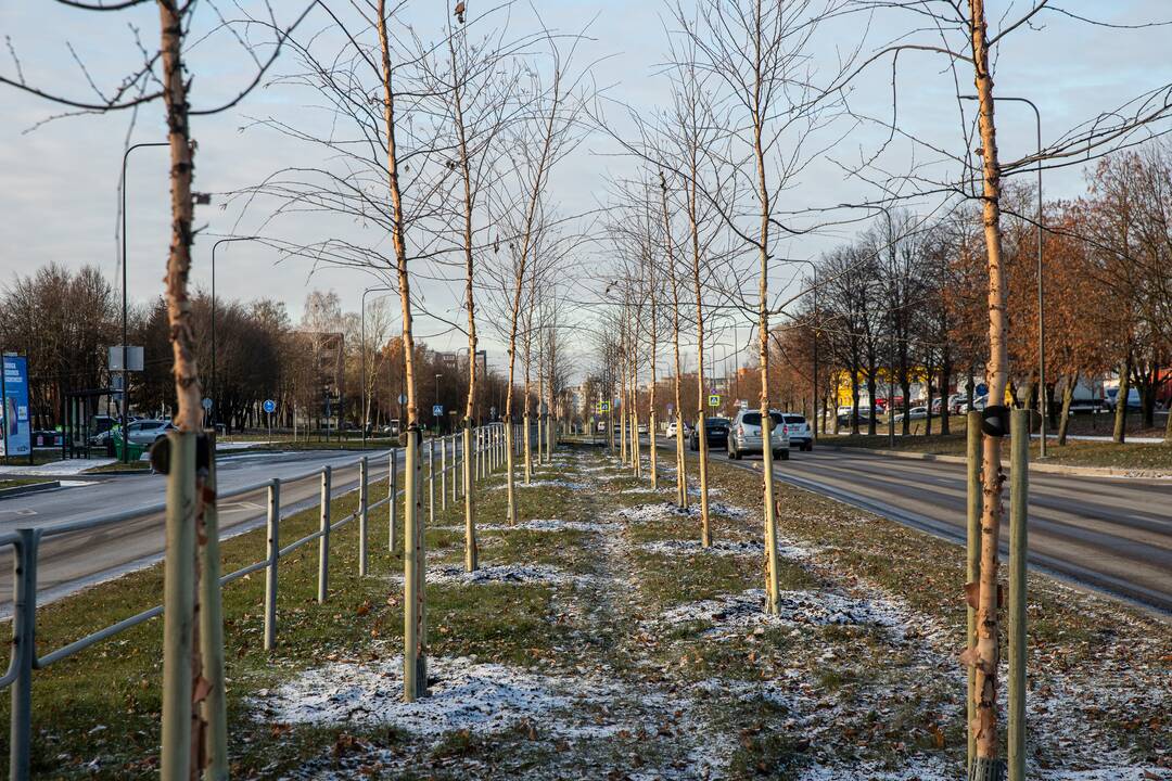 Eismas: specialistai teigia, kad medžiai skiriamojoje juostoje netrukdo eismo saugumui.