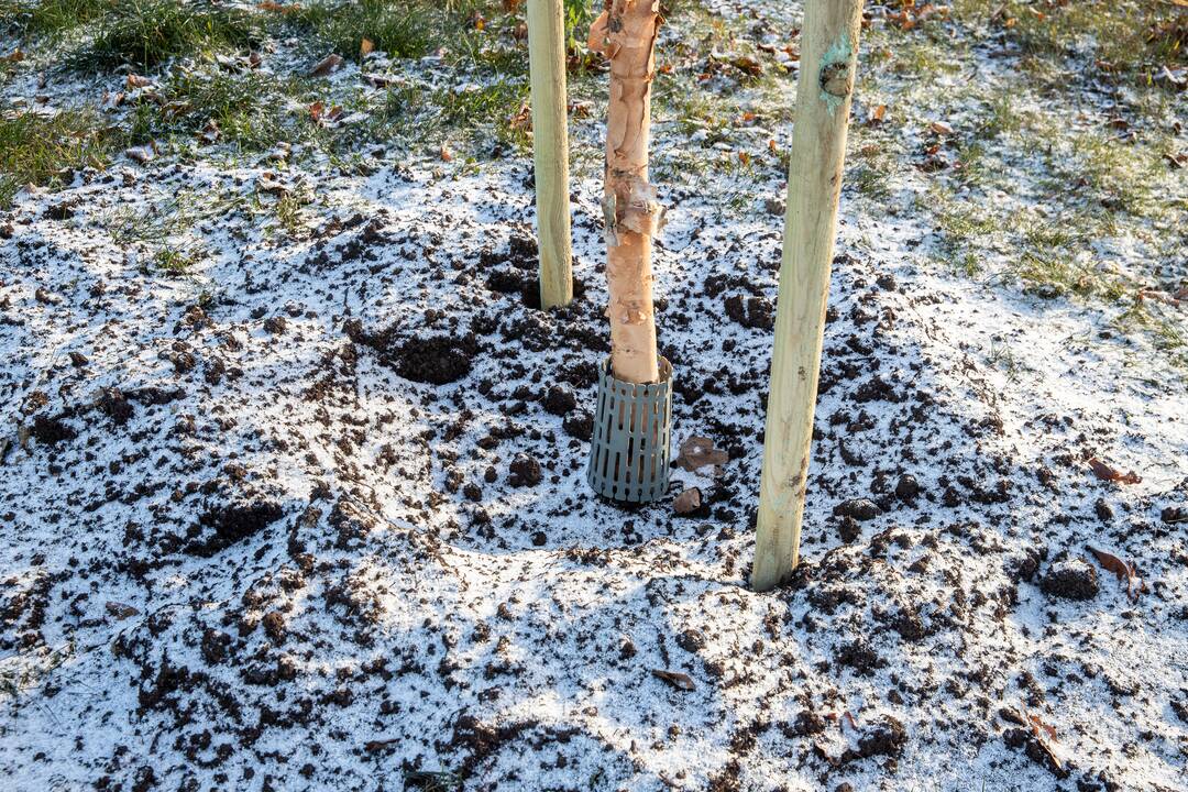 Eismas: specialistai teigia, kad medžiai skiriamojoje juostoje netrukdo eismo saugumui.