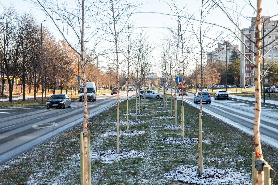 Eismas: specialistai teigia, kad medžiai skiriamojoje juostoje netrukdo eismo saugumui.
